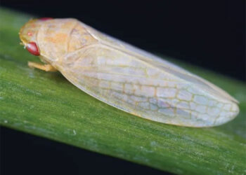 Các nhà khoa học tạo ra thiết bị tàng hình lấy cảm hứng từ côn trùng - Ảnh 2