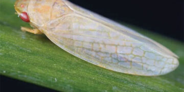 Các nhà khoa học tạo ra thiết bị tàng hình lấy cảm hứng từ côn trùng - Ảnh 2